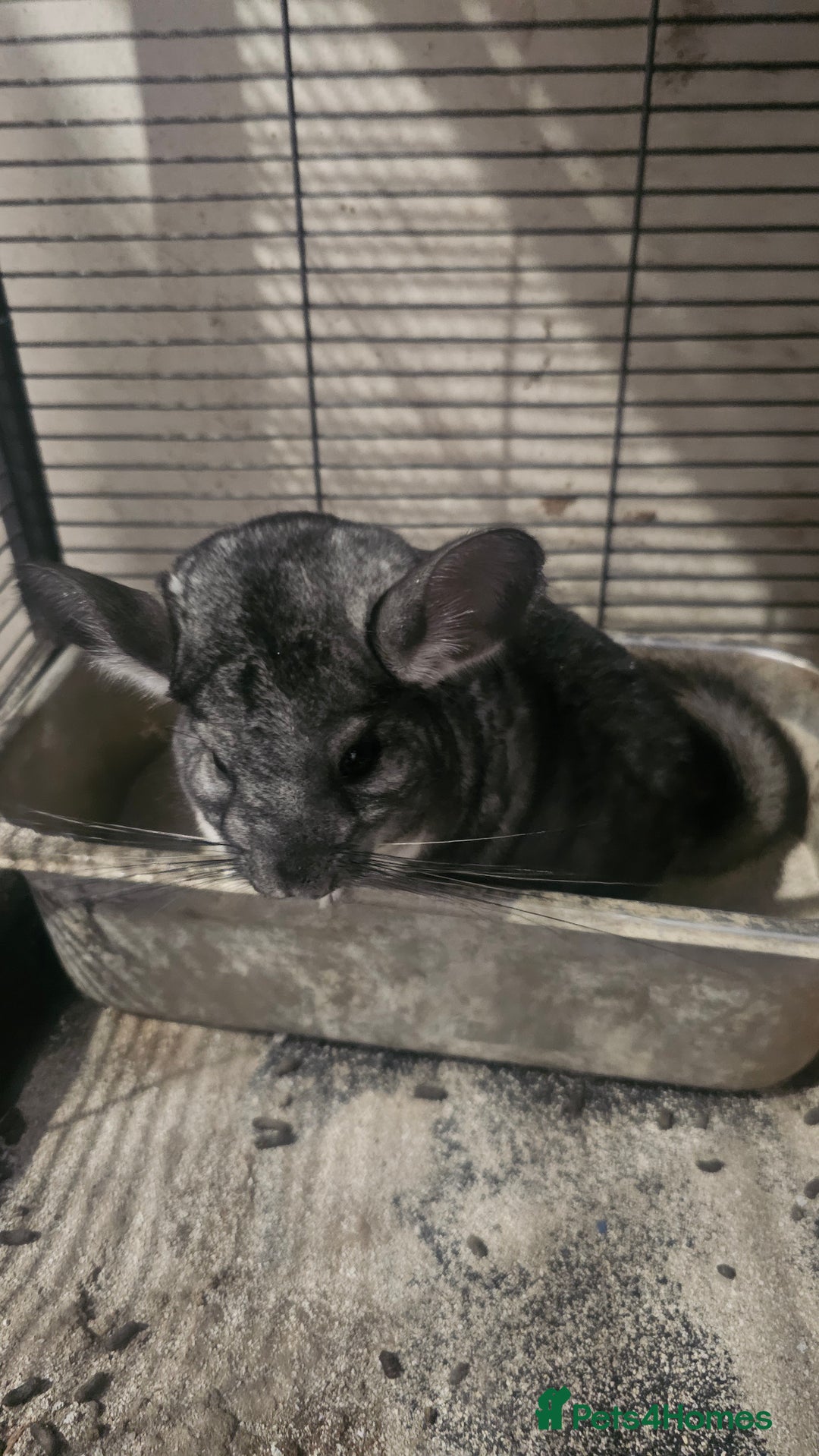 Chinchilla rodents for sale: Male Chinchilla (Can Lower Price For Right Home) - Image 2