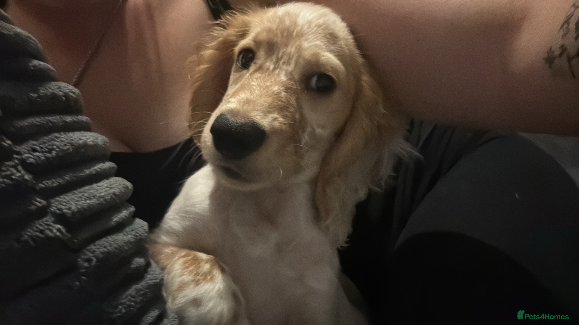 Cocker Spaniel dogs Cocker spaniel puppy for sale - needs rehoming  - Advert 2