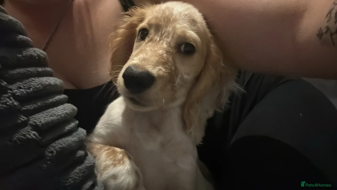 Cocker Spaniel dogs for sale: Cocker spaniel puppy for sale - needs rehoming  - Advert 1