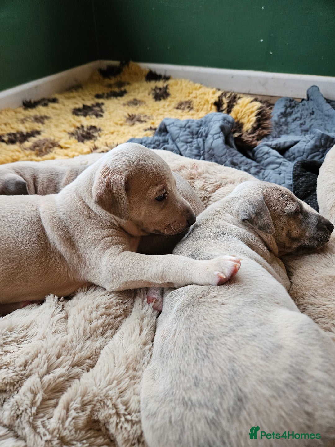 Whippet dogs for sale: ✨🐾 Gorgeous KC Registered Whippet puppies  🐾✨  - Advert 28