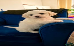 Shichon dogs for sale: Shichon puppies  - Image 7
