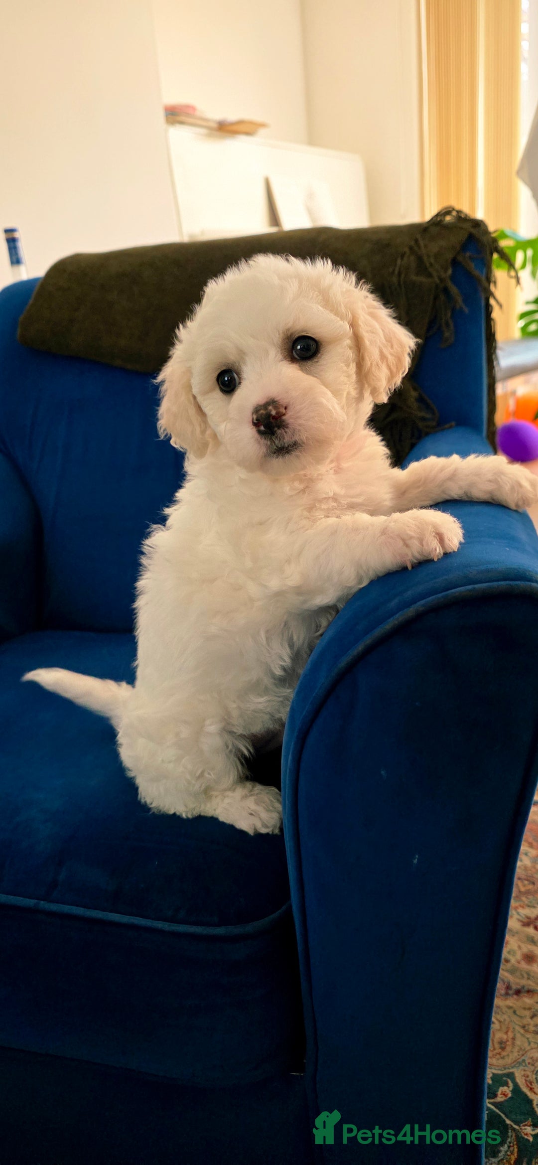 Shichon dogs for sale: Shichon puppies  - Image 7