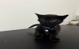 Mixed Breed cats for sale: 5 Beautiful Kittens - Ready for Homes Nov 17 - Image 7