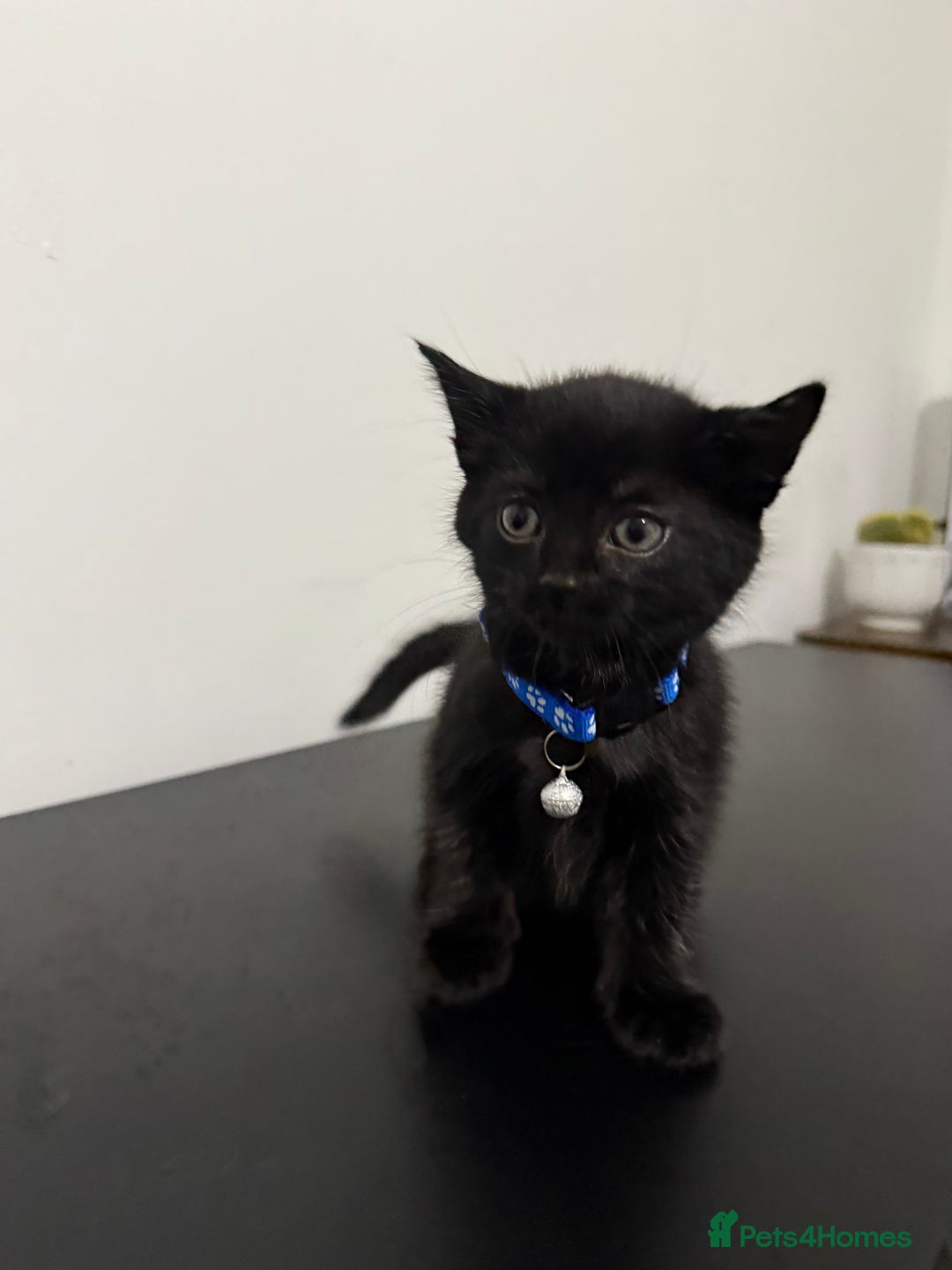 Mixed Breed cats for sale: 5 Beautiful Kittens - Ready for Homes Nov 17 - Image 7