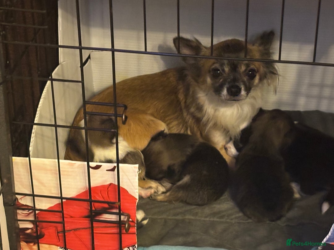 Chihuahua dogs for sale: Lovely long haired Chihuahua  - Advert 2