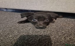 Mixed Breed dogs for sale: Border collie cross kelpie - Image 5