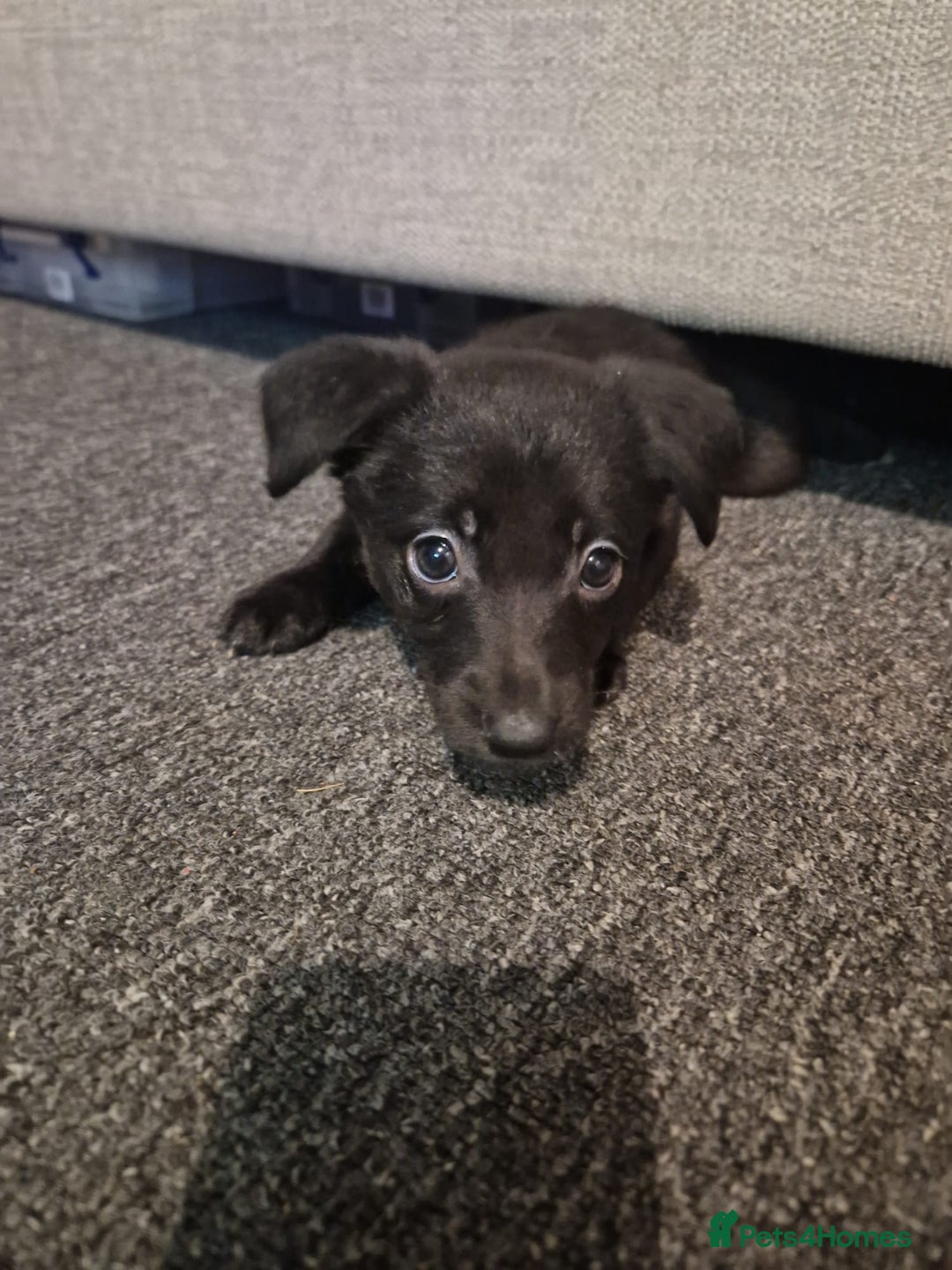 Mixed Breed dogs for sale: Border collie cross kelpie - Image 5