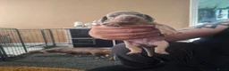 Miniature Dachshund dogs for sale: Minature daschund - Advert 10