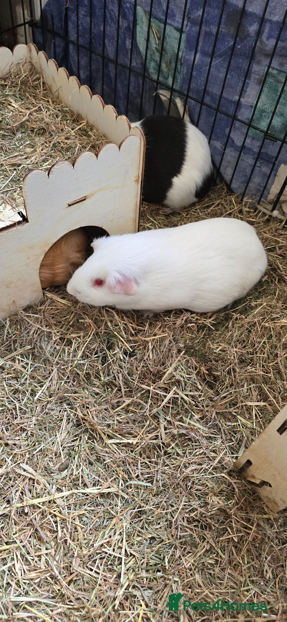 Guinea Pig rodents Guinea pigs - Advert 2