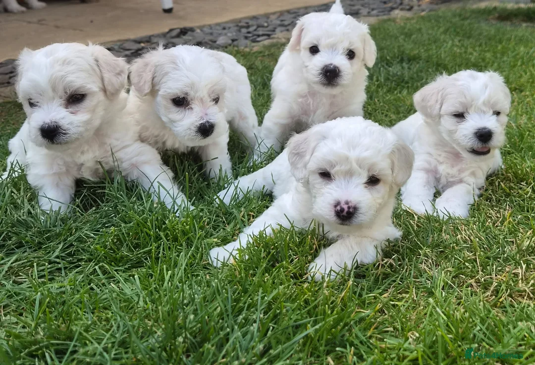 Bichon Frise dogs for sale: Bichon Frise 2 boys 3 girls - Advert 2