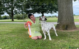 Dalmatian dogs for sale: Stunning KC dalmation puppies for sale! - Image 31