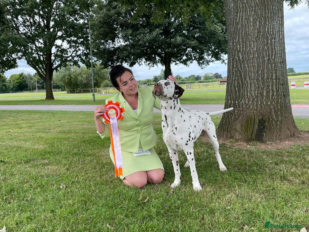 Dalmatian dogs for sale: Stunning KC dalmation puppies for sale! - Image 31