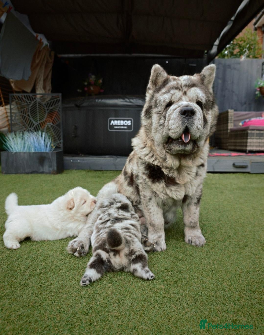 Chow Chow dogs 1YR 7MONTH BLUE MERLE SMOOTH COAT FEMALE - Advert 2