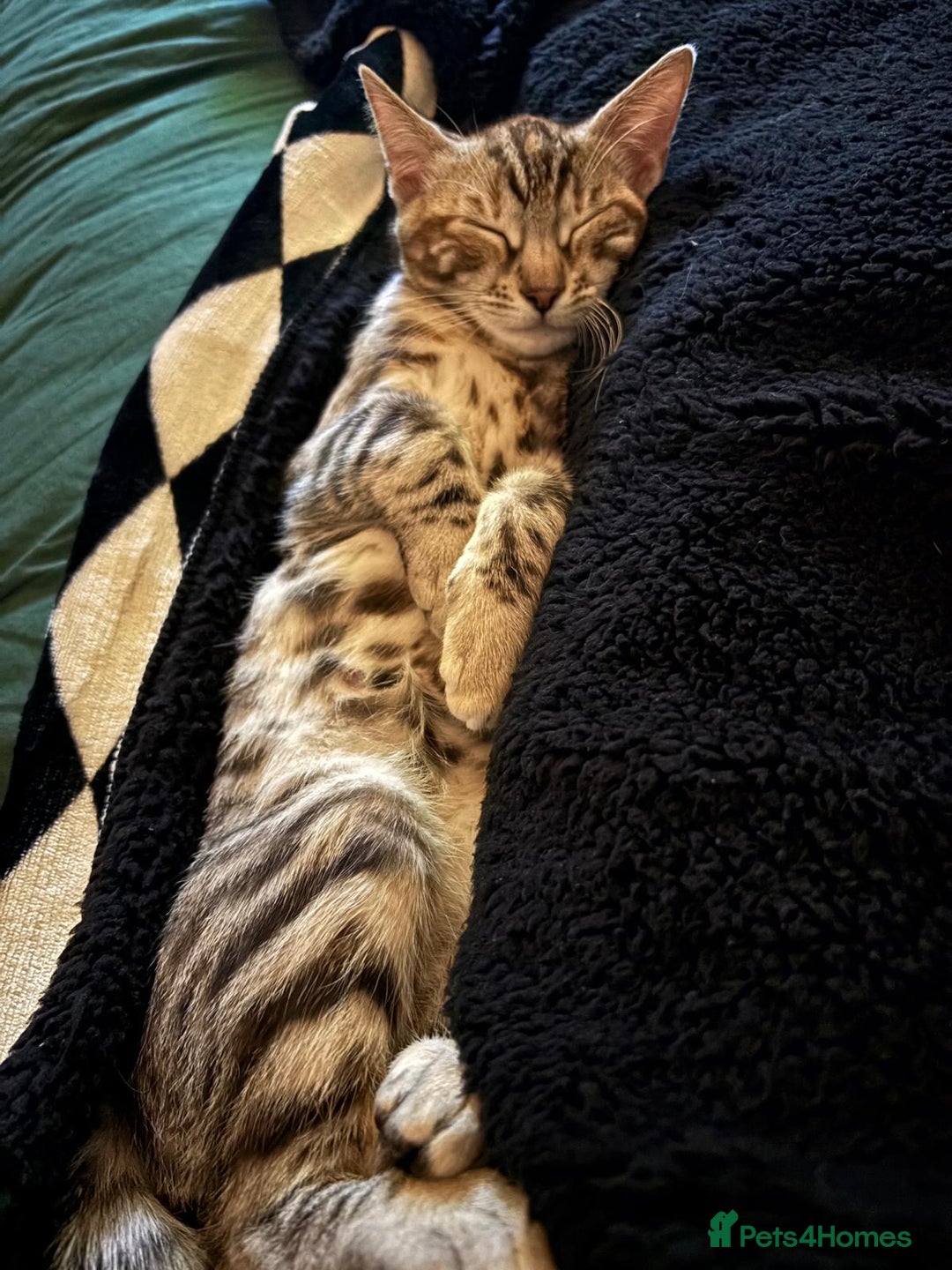 Bengal cats for sale: Half Bengal Female - Advert 4