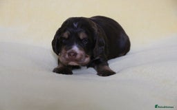 Sprocker dogs for sale: Gorgeous sprocker puppies  - Image 3