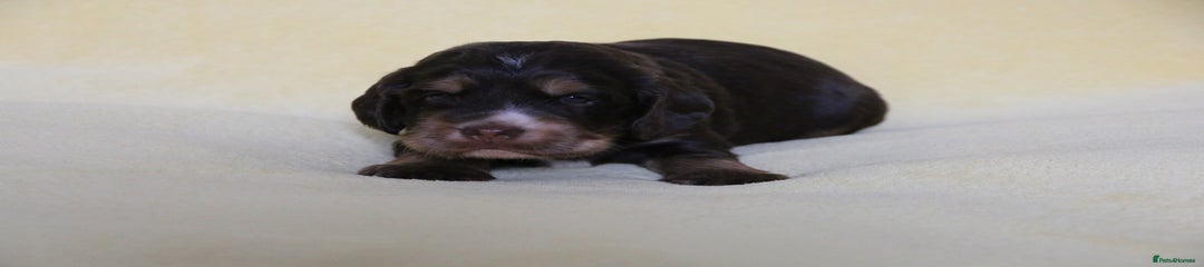 Sprocker Puppy 1