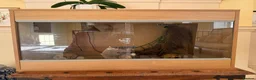 Leopard Gecko reptiles for sale: Leopard Gecko for sale in Wallingford - Advert 8