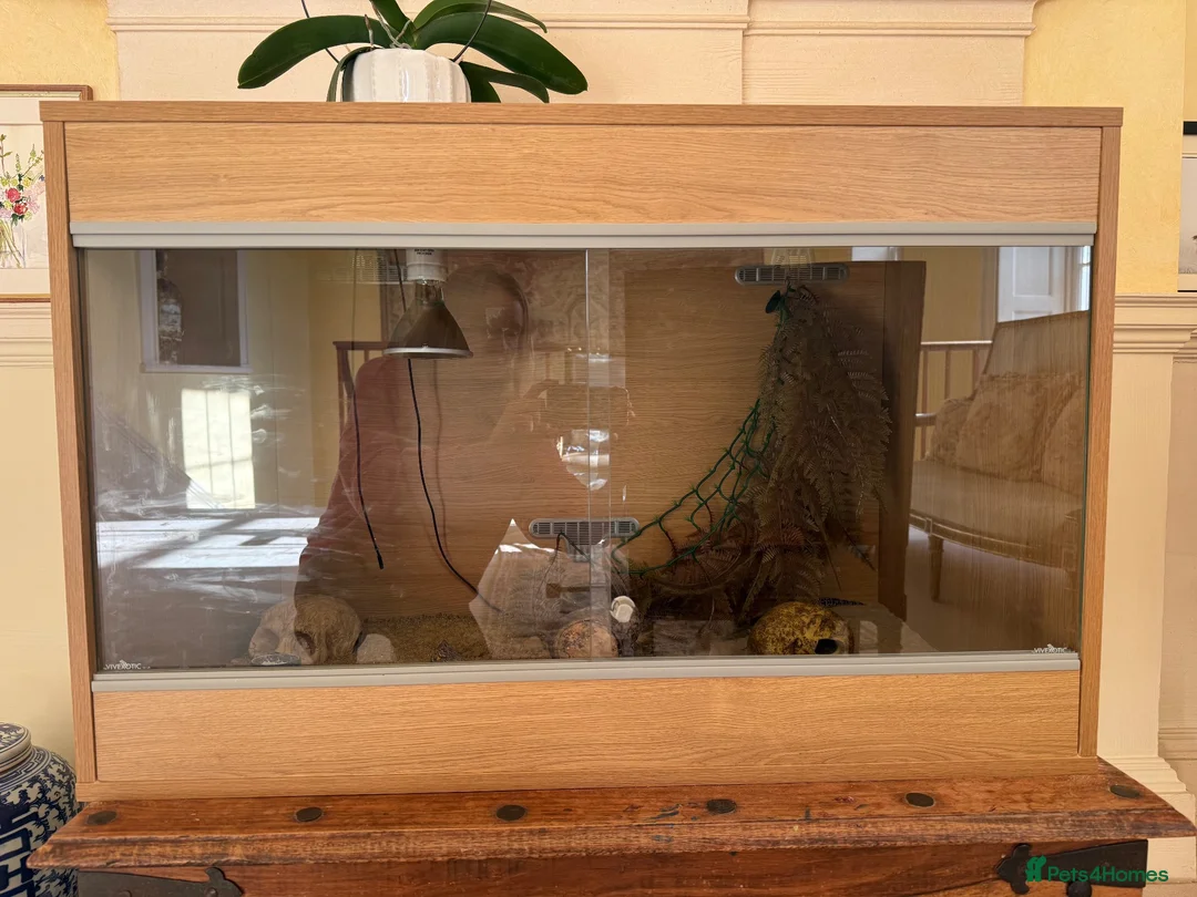 Leopard Gecko reptiles for sale: Leopard Gecko for sale in Wallingford - Advert 8
