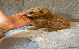 Cockapoo dogs for sale: Cockapoo puppies  - Image 7