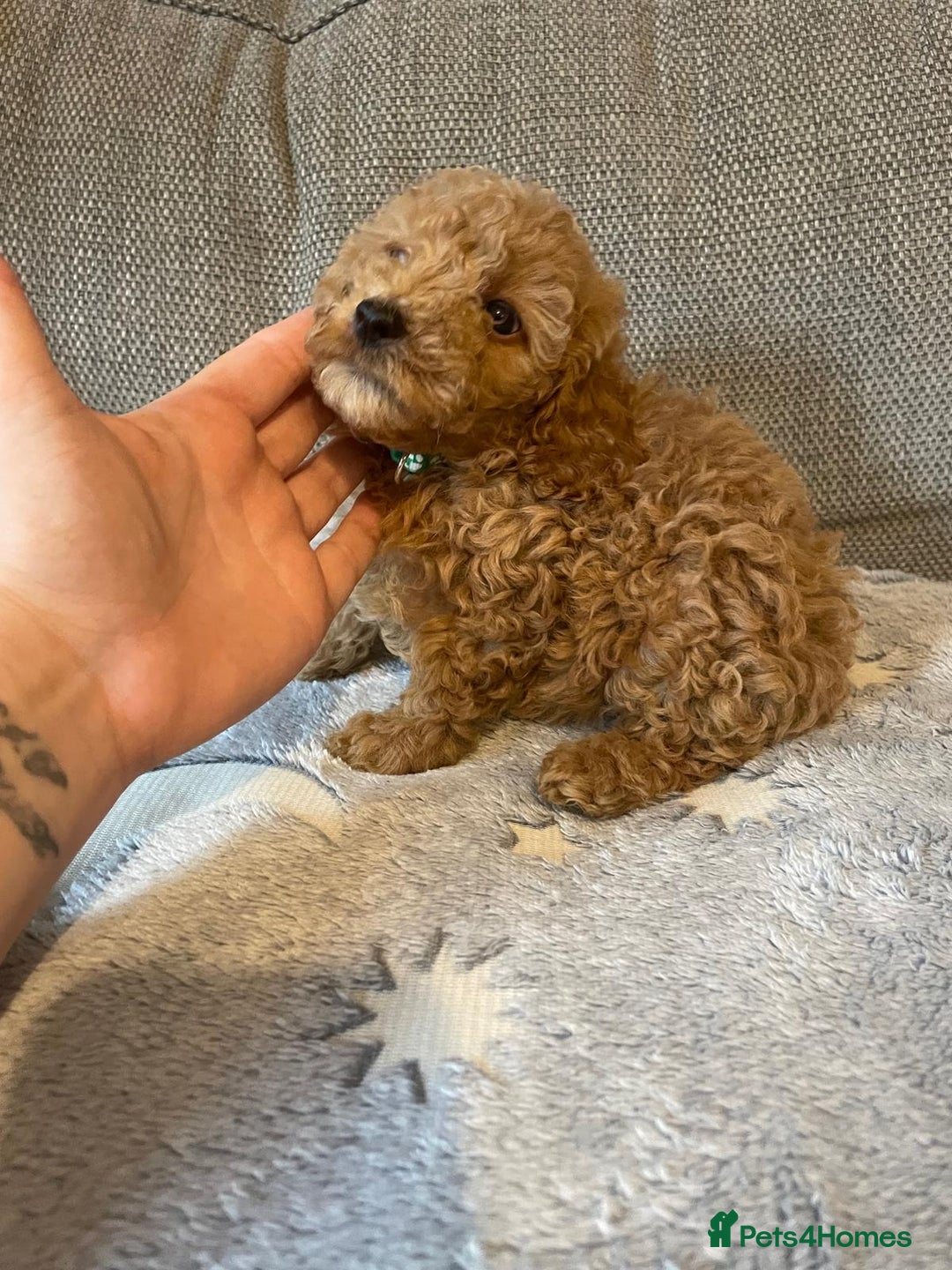 Cockapoo dogs for sale: Cockapoo puppies  - Image 7