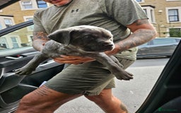 American Bulldog dogs for sale: Skye  - Image 3