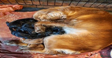 Cocker Spaniel dogs - Advert 2
