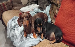 Miniature Dachshund dogs for sale: Miniature dachshund  - Image 1