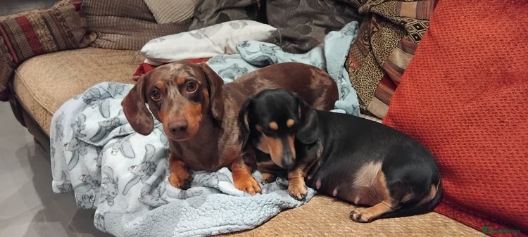 Miniature Dachshund dogs - Advert 1