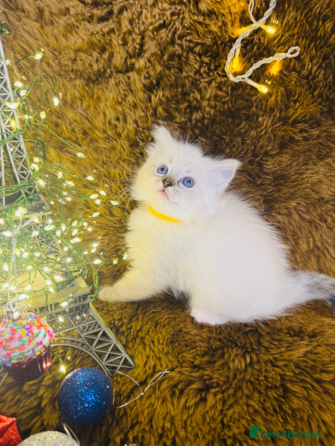 Ragdoll cats for sale: GCCF Pure Ragdoll Seal/Blue Point Lynx Mitted - Advert 19