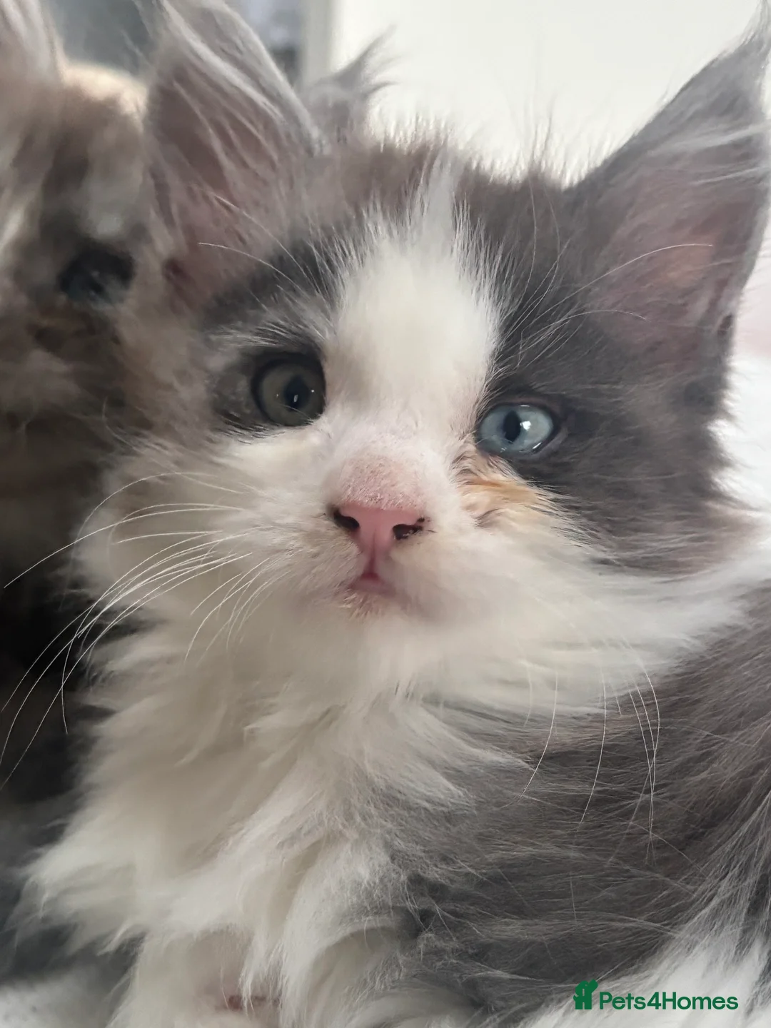 Maine Coon cats for sale: Cute Maine coon 2 boys & girl Blue eyes  - Advert 10