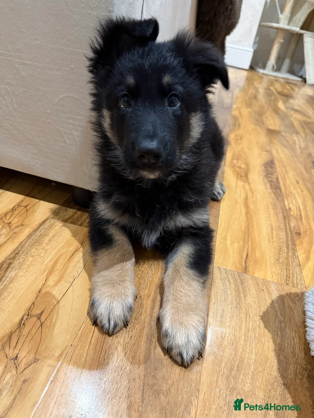 German Shepherd dogs for sale: 12 week old puppy  - Advert 4