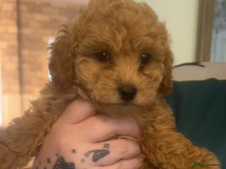 Shihpoo dogs F1B shihpoos - Advert 8