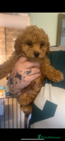 Shihpoo dogs F1B shihpoos - Advert 10