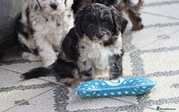 Cavapoo dogs for sale: F1 Cavapoo puppies for sale - Image 26