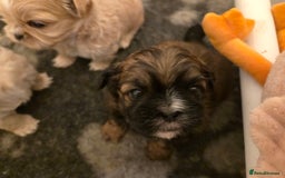 Shih Tzu dogs for sale: Stunning kc imperial shih tzus - Image 5