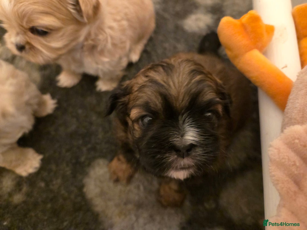 Shih Tzu dogs for sale: Stunning kc imperial shih tzus - Image 5