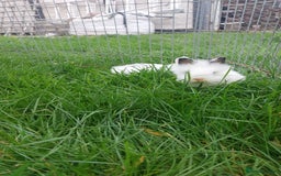 Lionhead rabbits for sale: Lionhead fluffy bunnies  - Image 5