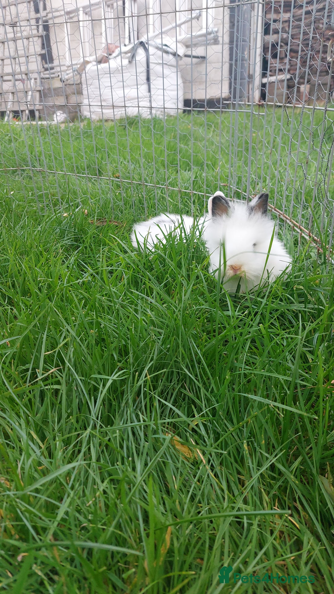 Lionhead rabbits for sale: Lionhead fluffy bunnies  - Image 5