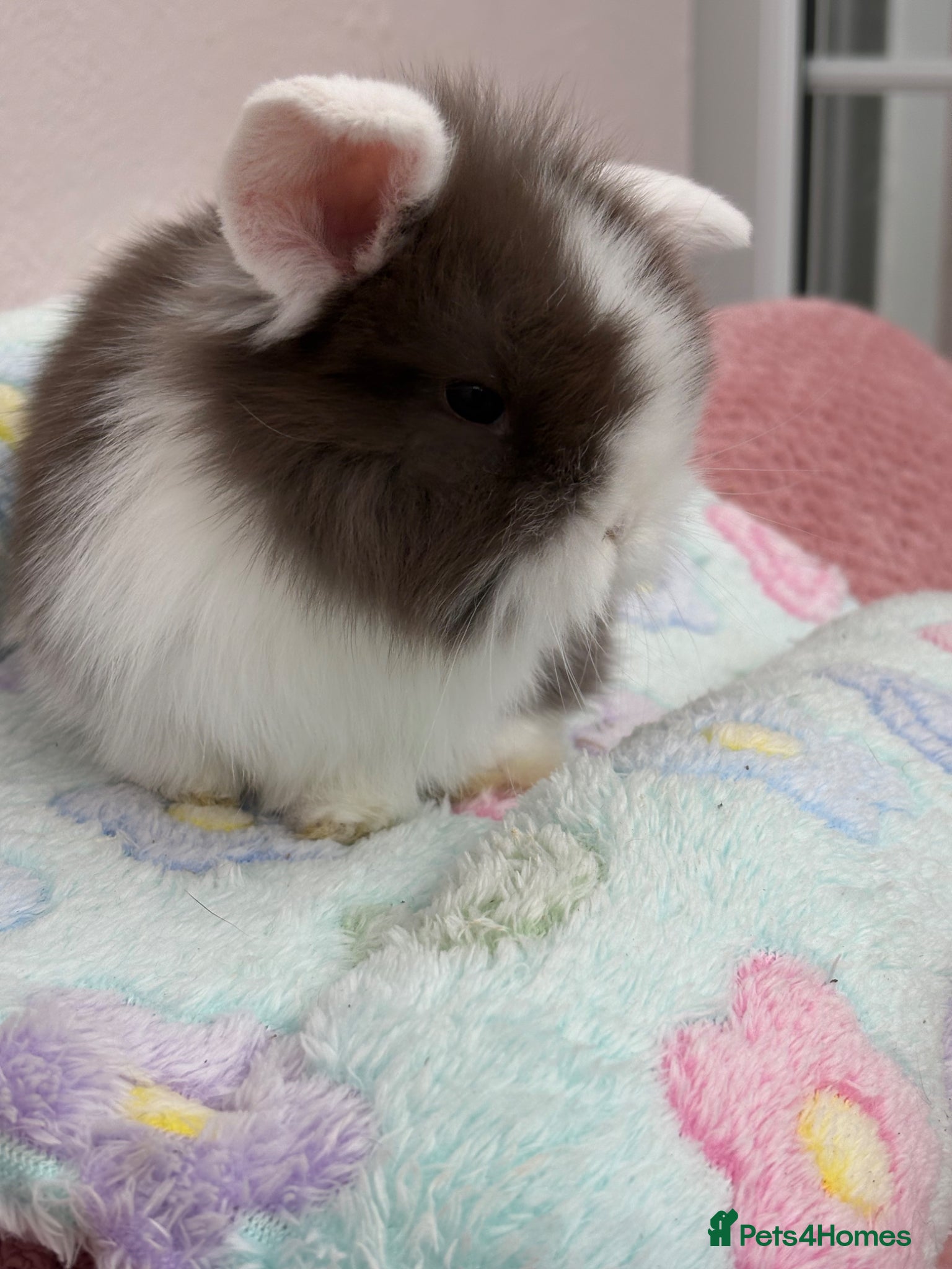 Mini Lop rabbits for sale: Raised indoors Mini lops/lion lops-vaccinated  - Advert 1