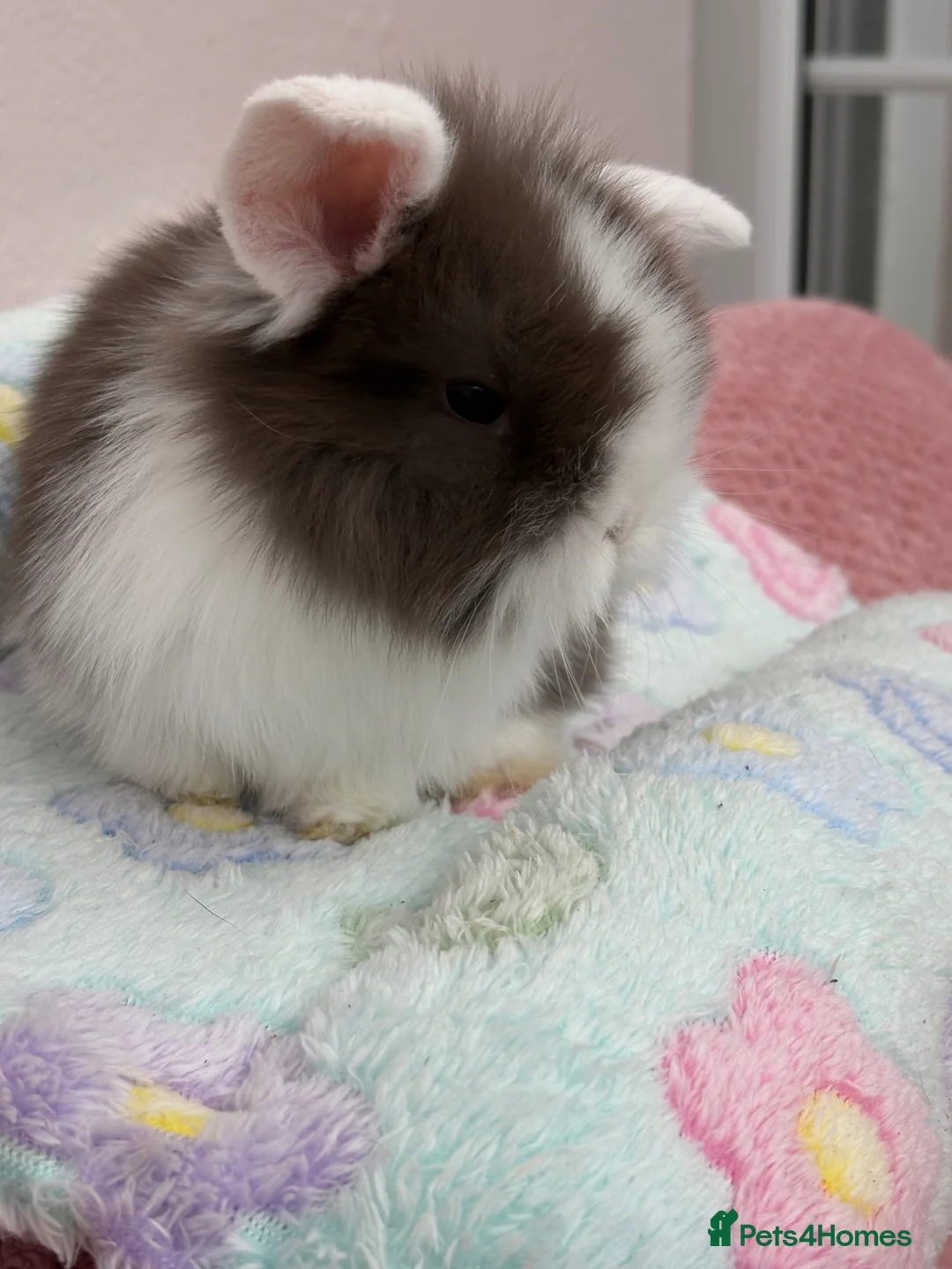 Mini Lop rabbits for sale: Raised indoors Mini lops/lion lops-vaccinated  - Advert 1