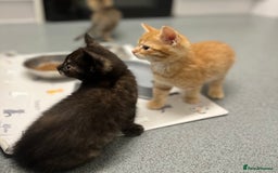 Mixed Breed cats for sale: 4 Adorable Kittens  - Image 9