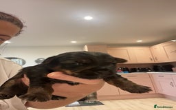 Yorkshire Terrier dogs for sale: Yorkshire terrier  **   - Advert 3