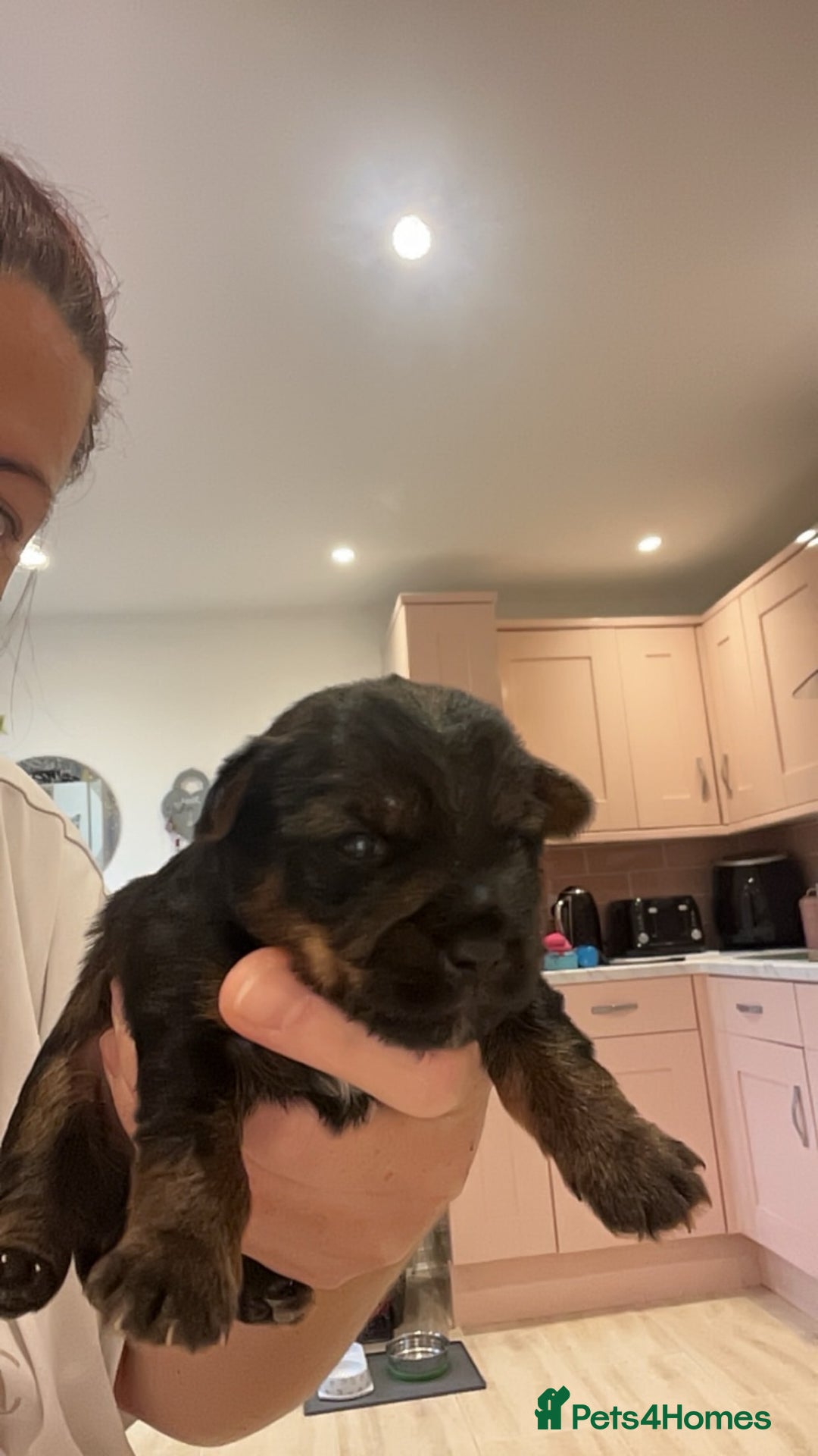 Yorkshire Terrier dogs for sale: Yorkshire terrier  **   - Advert 3