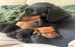 Dachshund dogs for sale: 2 female dachshund puppies  - Image 1