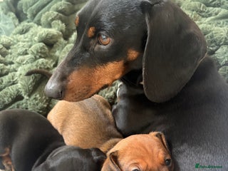 Dachshund dogs - Advert 27