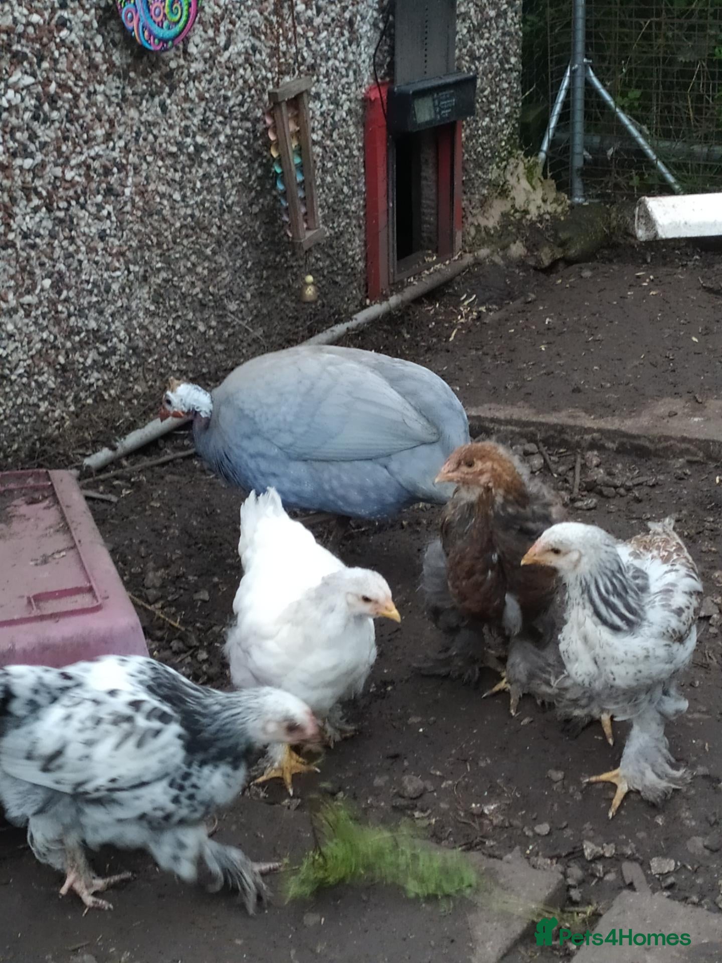 Chickens poultry Brahma boys cockerels - mottled, white, dark etc - Advert 9