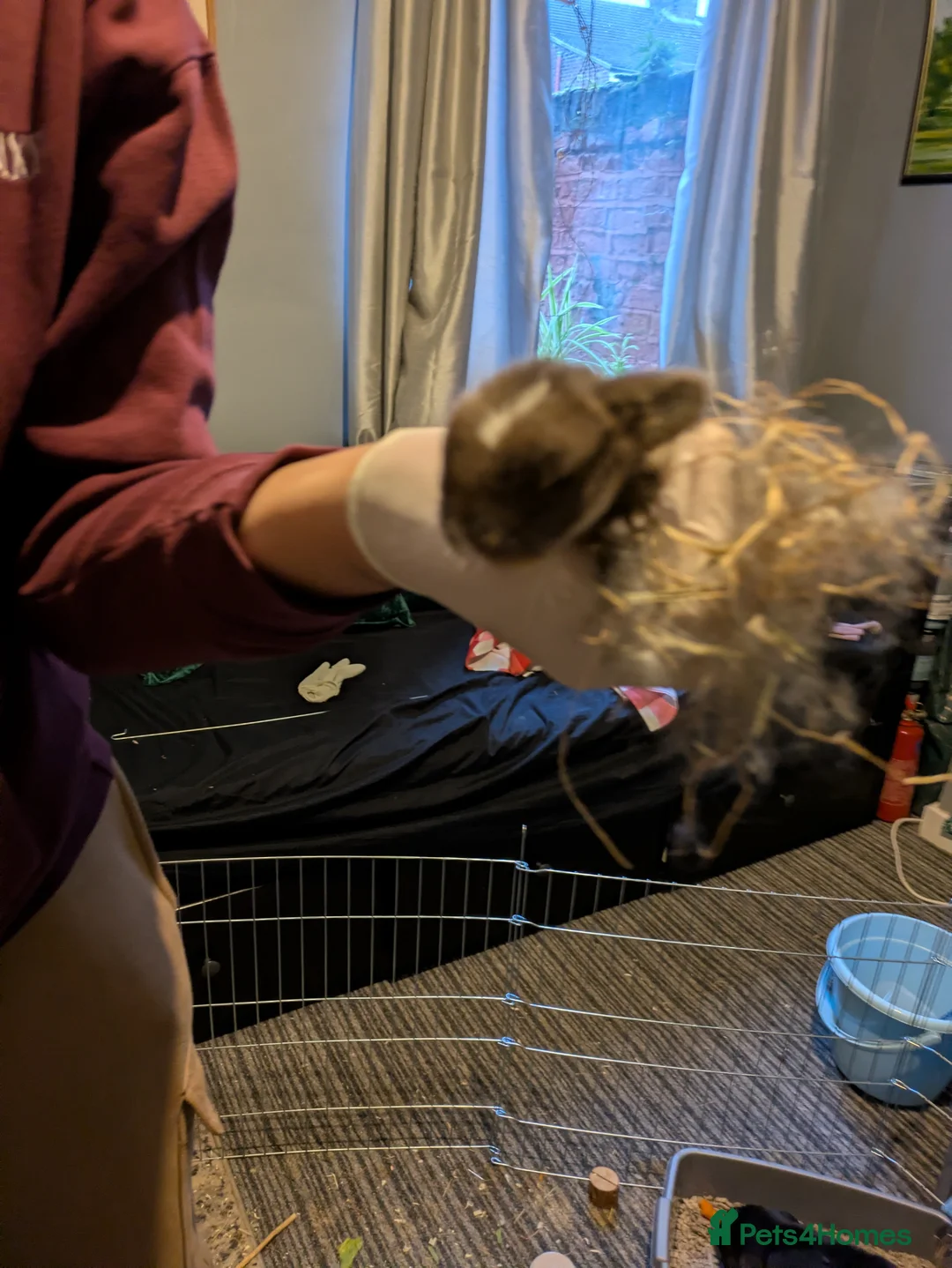 Mini Lop rabbits for sale: Pair of Baby minilop for sales - Advert 1