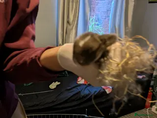 Mini Lop rabbits Pair of Baby minilop for sales - Advert 1