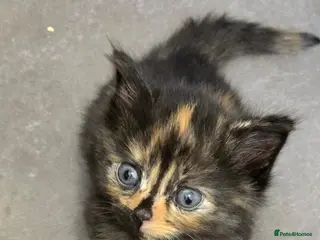 Nebelung cats Last Beautiful Kitten - Advert 1