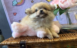 Mixed Breed dogs for sale: Maltipom  - Advert 4